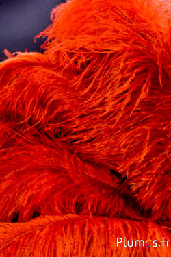 Struzzo - 30-40 cm - ambra